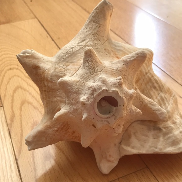 Natural Pink Conch Shell - Picture 6 of 8